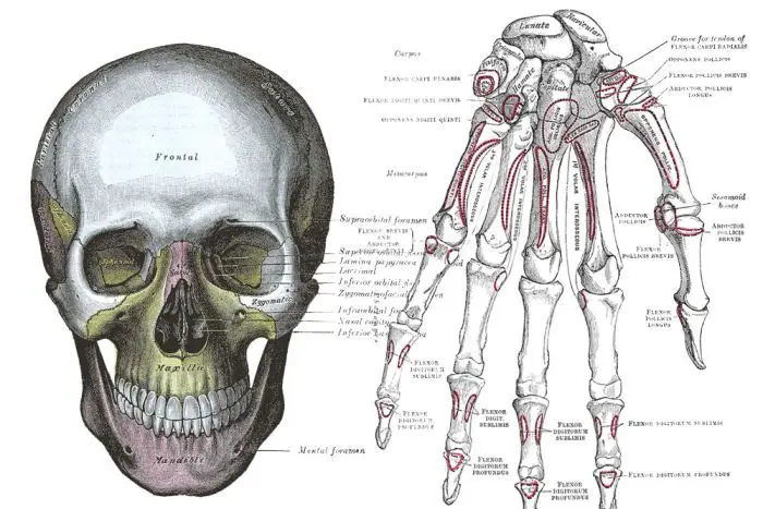 Grey's Anatomy Dizisine İlham Veren Tıp Kitabı: Gray's Anatomi