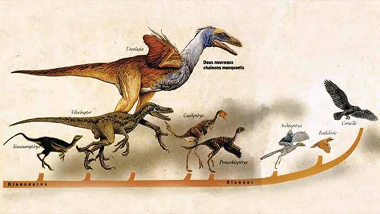 Kuşlar Gerçekten Dinozor mu? Dinozorlar Nasıl Kuş Oldu?